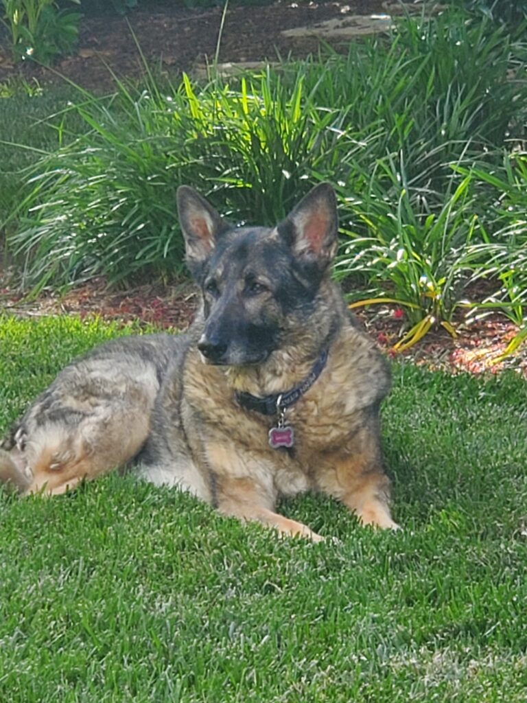 Everything has a Beginning, Middle, and End; Farewell to Bambi